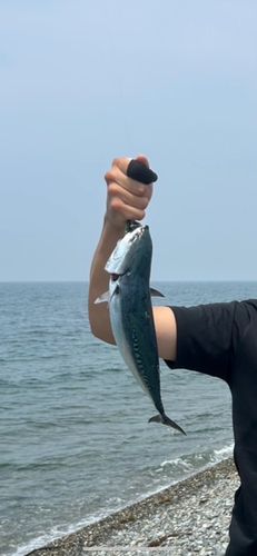 マルソウダの釣果