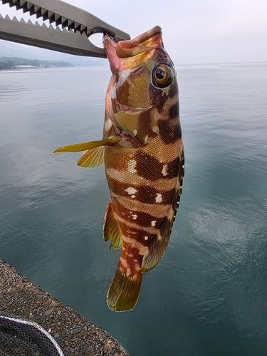 アカハタの釣果