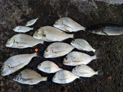 ヘダイの釣果