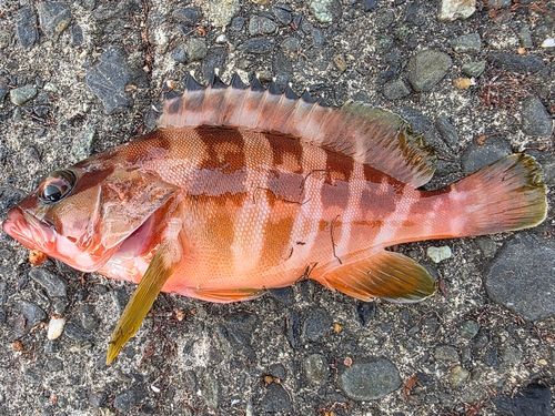 アカハタの釣果