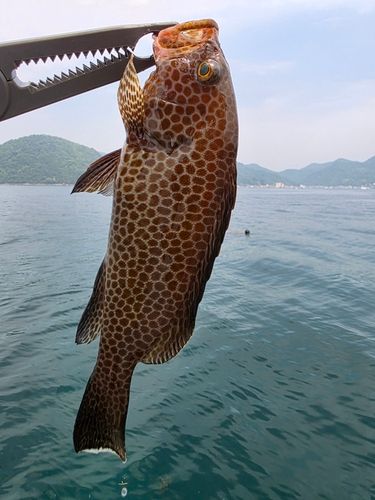 オオモンハタの釣果
