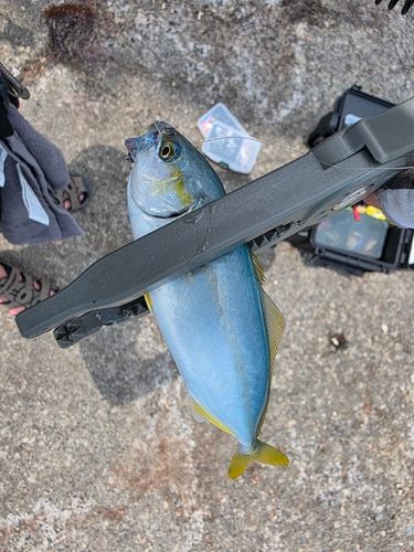 ワカシの釣果