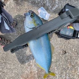 ワカシ