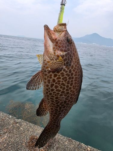 オオモンハタの釣果