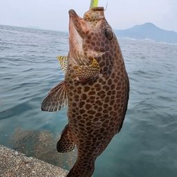 オオモンハタ