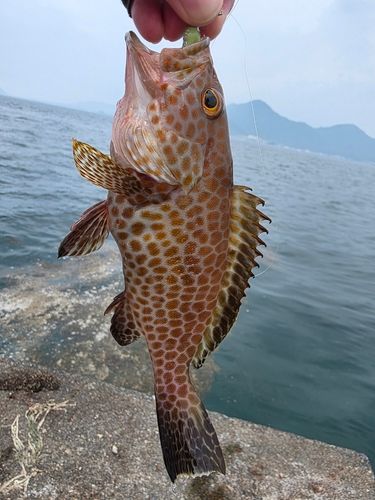 オオモンハタの釣果