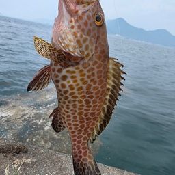 オオモンハタ