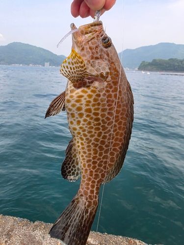 オオモンハタの釣果