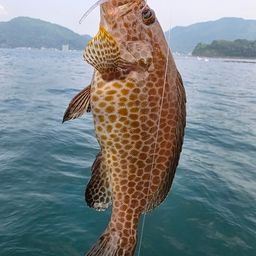 オオモンハタ