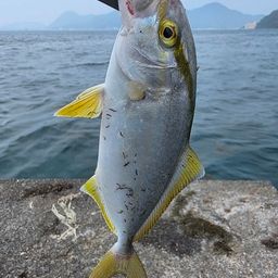 ショゴ