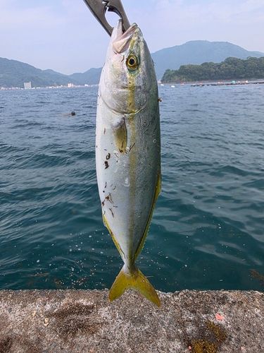 ワカシの釣果