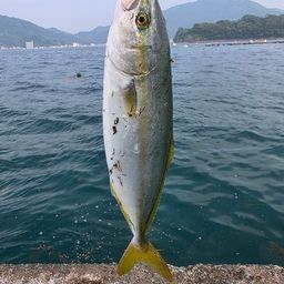 ワカシ