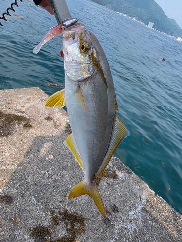 ショゴの釣果