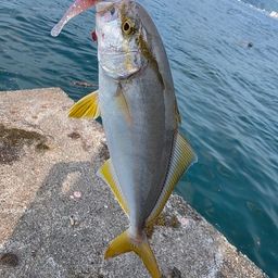 ショゴ