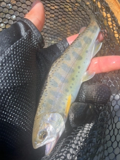 ヤマメの釣果