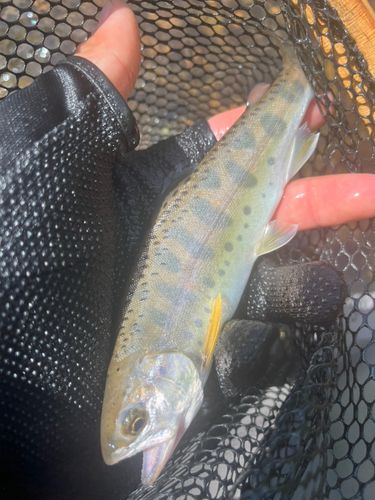 ヤマメの釣果