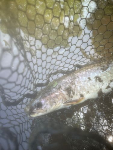 アメマスの釣果