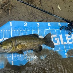 スモールマウスバス