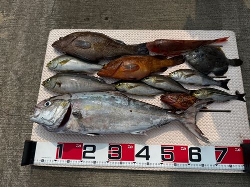 釣果