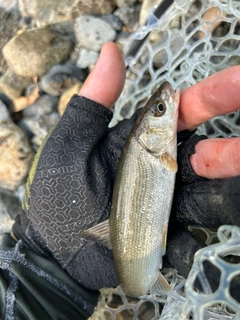 ウグイの釣果