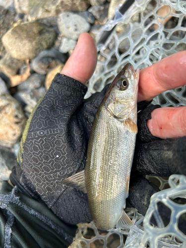 ウグイの釣果