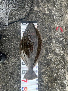 ヒラメの釣果