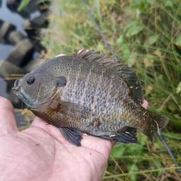 ブルーギル