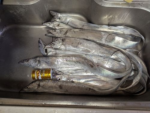 タチウオの釣果