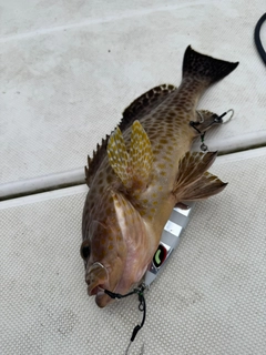 オオモンハタの釣果