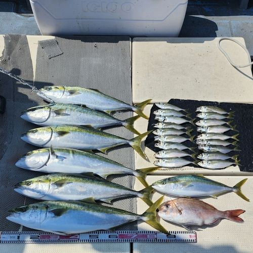 ブリの釣果
