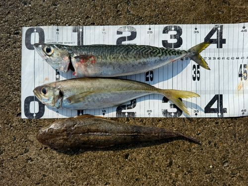 サバの釣果