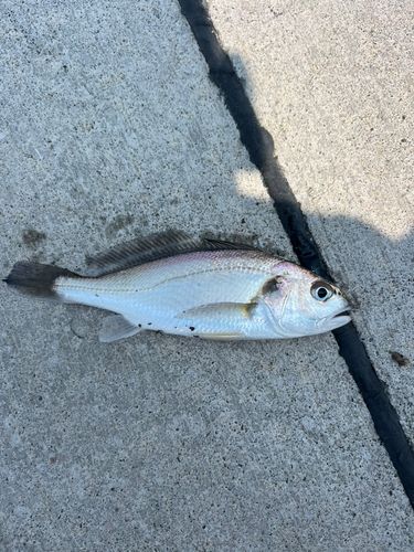 イシモチの釣果
