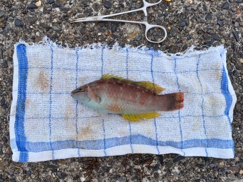 ホシササノハベラの釣果