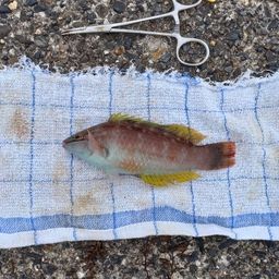 ホシササノハベラ