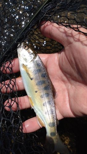 ヤマメの釣果