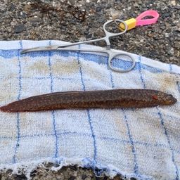 ダイナンギンポ