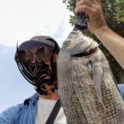 クロダイ