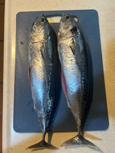 ソウダガツオの釣果