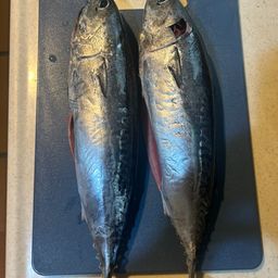 ソウダガツオ