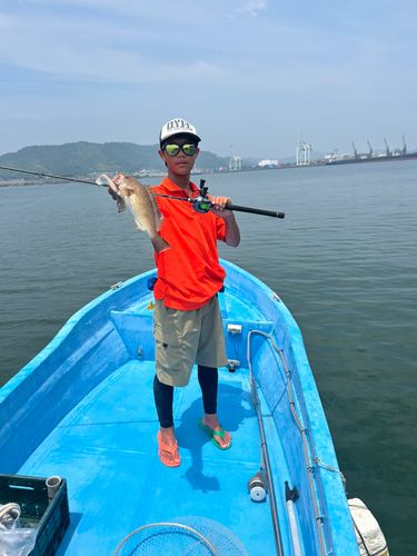 オオモンハタの釣果