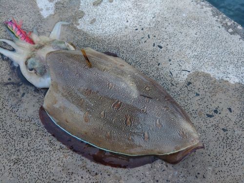 モンゴウイカの釣果