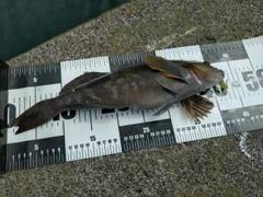 アイナメの釣果