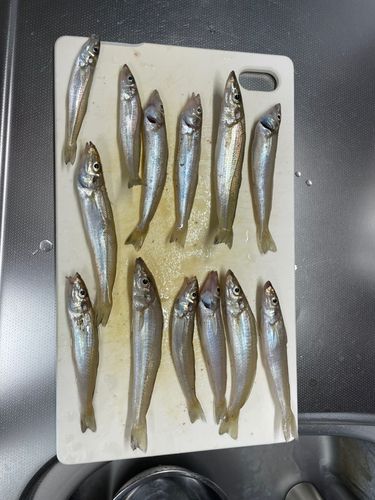 キスの釣果