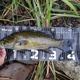 スモールマウスバス