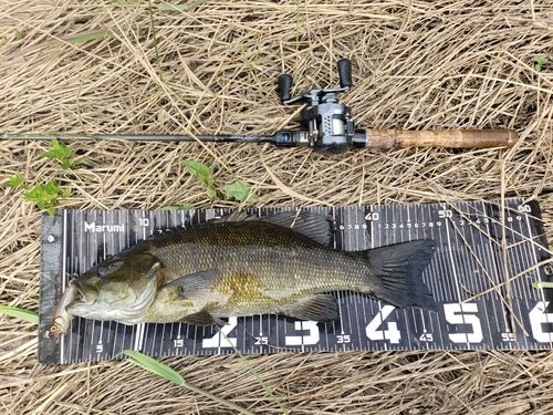 スモールマウスバスの釣果