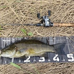 スモールマウスバス