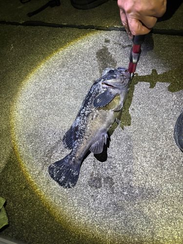 クロソイの釣果