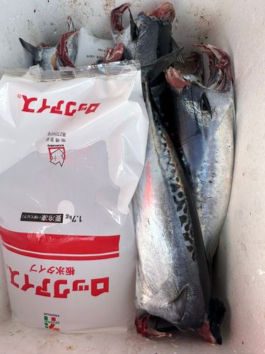 ソウダガツオの釣果