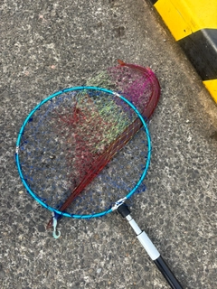 アカヤガラの釣果