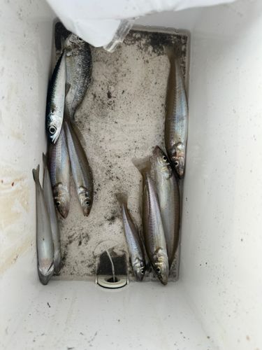 キスの釣果